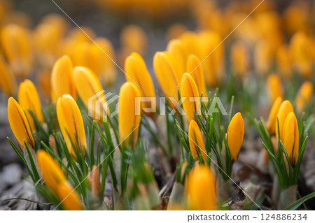Closeup of yellow crocus blooming on field, soft focus. Spring primroses.  124886234