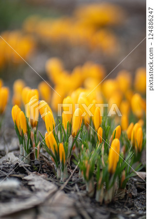 Closeup of yellow crocus blooming on field, soft focus. Spring primroses.  124886247