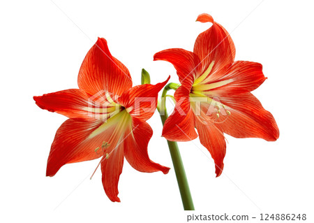 two red hippeastrum buds close-up isolated on white background. 124886248