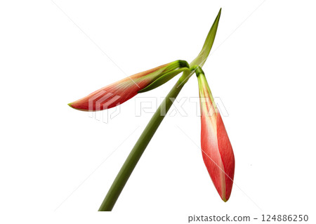Two unopened hippeastrum buds close-up, isolated on a white background 124886250