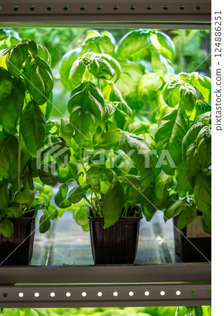 Genovese basil grow in pots on shelf under phyto lights, cultivated in greenhouse for sale and hobby 124886251