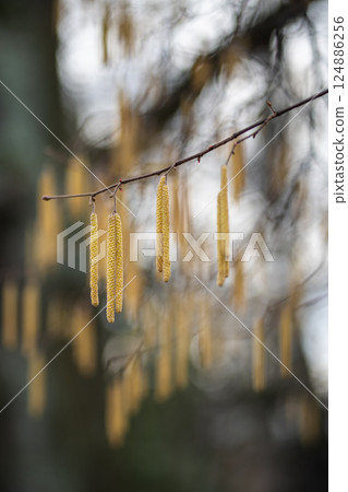 Earrings on hazel branches closeup in early spring. Hazelnut flowering in park.  124886256