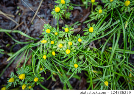 Closeup of yellow Eranthis hyemalis blooming in public park, soft focus, blurred background. Spring. Closeup of yellow Eranthis hyemalis blooming in public park, soft focus, blurred background. Spring. 124886259