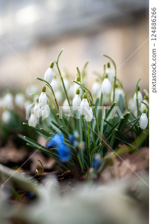 Blooming delicate Snowdrop - Galanthus nivalis swaying on breeze in public park. Springtime. Blooming delicate Snowdrop - Galanthus nivalis swaying on breeze in public park. Springtime. 124886266