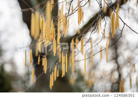 Earrings on hazel branches closeup in early spring. Hazelnut flowering in park.  124886301
