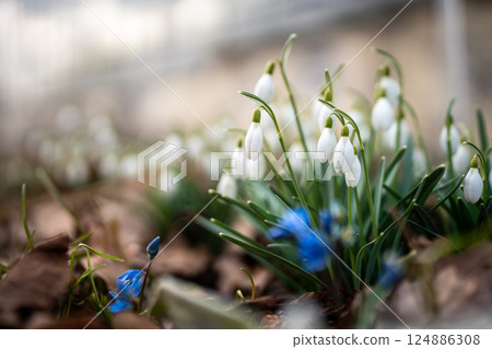 Blooming delicate Snowdrop - Galanthus nivalis swaying on breeze in public park. Springtime. Blooming delicate Snowdrop - Galanthus nivalis swaying on breeze in public park. Springtime. 124886308