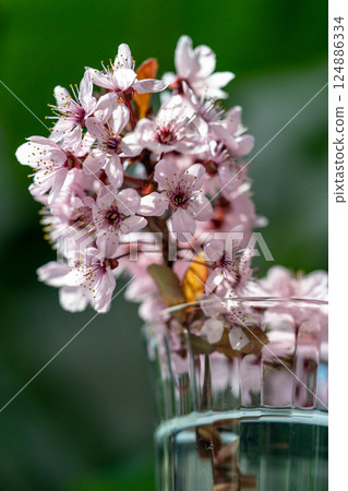 Bouquet of blossoming apricot branches in wineglass. Japanese Sakura cherry blossoms. Springtime 124886334
