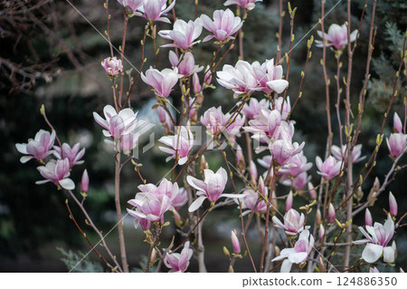 Blooming magnolia bush with pink flowers on branches in spring. Tender pink flowers in springtime.  124886350