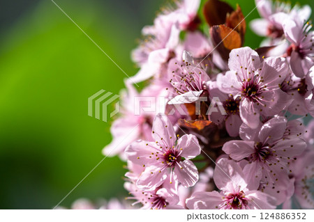Branch of blossoming apricot with pink flowers closeup. Japanese Sakura cherry blossoms. Spring time 124886352