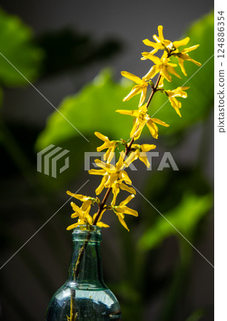 Flowering Forsythia branch in glass bottle at home. Bouquet of blossoming sprig of Winter Jasmine.  124886354