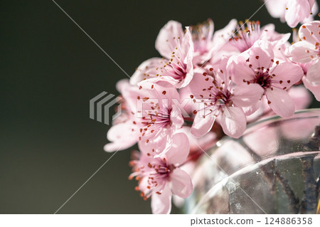 Bouquet of blossoming apricot branches in glass. Japanese Sakura cherry blossoms. Spring time Bouquet of blossoming apricot branches in glass. Japanese Sakura cherry blossoms. Spring time 124886358