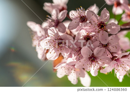 Branch of blossoming apricot with pink flowers closeup. Japanese Sakura cherry blossoms. Spring time Branch of blossoming apricot with pink flowers closeup. Japanese Sakura cherry blossoms. Spring time 124886360