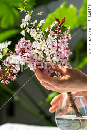 Woman hands touches bouquet of blossoming apricot branches in glass. Japanese Sakura cherry blossoms 124886366