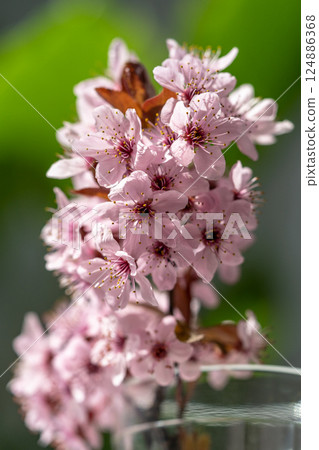 Bouquet of blossoming apricot branches in glass. Japanese Sakura cherry blossoms. Spring time 124886368