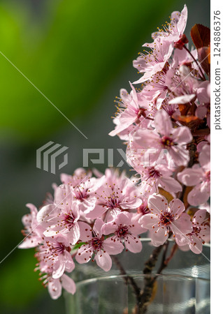 Bouquet of blossoming apricot branches in glass. Japanese Sakura cherry blossoms. Spring time 124886376