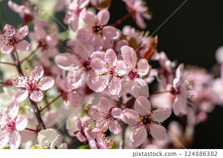 Branch of blossoming apricot with pink flowers closeup. Japanese Sakura cherry blossoms. Spring time 124886382