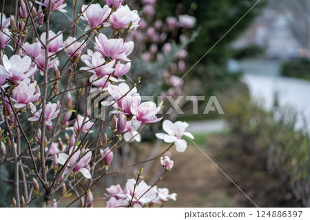 Blooming magnolia bush with pink flowers on branches in spring. Tender pink flowers in springtime.  124886397