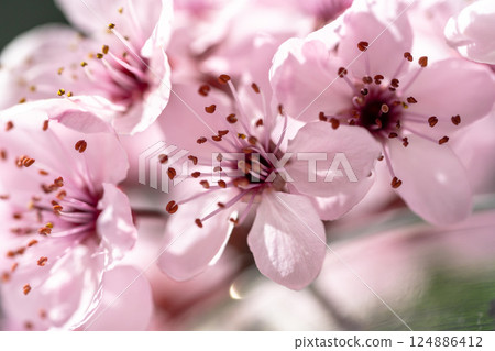 Branch of blossoming apricot with pink flowers closeup. Japanese Sakura cherry blossoms. Spring time 124886412