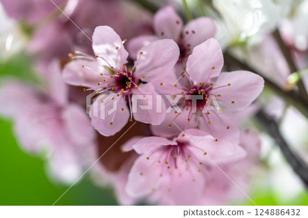 Branch of blossoming apricot with pink flowers closeup. Japanese Sakura cherry blossoms. Spring time 124886432
