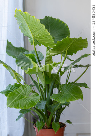 Alocasia houseplant closeup at home. Giant elephants ear plant with lush green leaves. Indoor garden 124886452