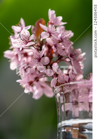 Bouquet of blossoming apricot branches in wineglass. Japanese Sakura cherry blossoms. Springtime 124886458