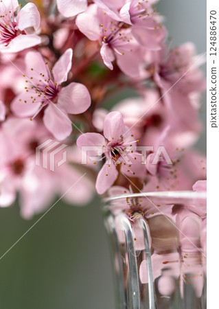 Bouquet of blossoming apricot branches in wineglass. Japanese Sakura cherry blossoms. Springtime Bouquet of blossoming apricot branches in wineglass. Japanese Sakura cherry blossoms. Springtime 124886470