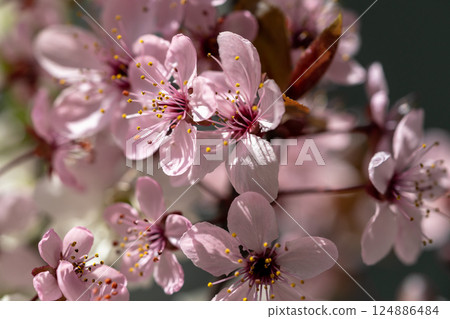 Branch of blossoming apricot with pink flowers closeup. Japanese Sakura cherry blossoms. Spring time 124886484