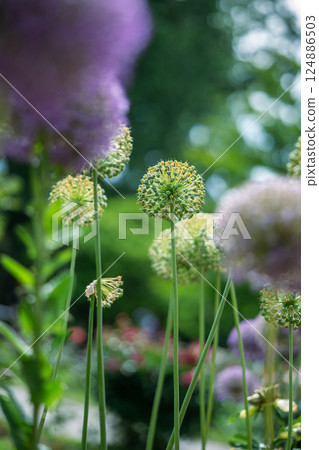 Swaying in wind purple Giant Onion in garden. Nature, flora, pollinator attraction, season bloom Swaying in wind purple Giant Onion in garden. Nature, flora, pollinator attraction, season bloom 124886503