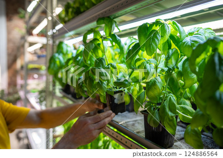 Man inspects Genovese basil leaves under grow lamps on shelf in small greenhouse. Plant business 124886564