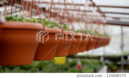 Hanging flower baskets. Growing of flower seedlings on shelves in greenhouse. Petunia in a pot in a greenhouse. 124886574