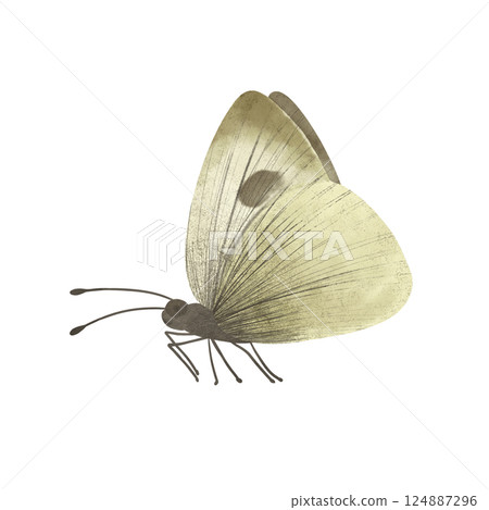 A light yellow-gray butterfly Cabbage White, handmade digital illustration isolated on white background. An element for the design of postcards, invitations, packaging, textiles, wallpaper. 124887296