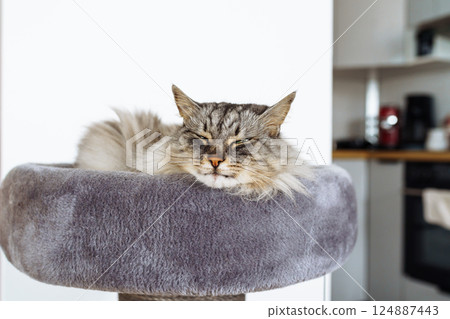 Sleeping cat on a cat tree bed Sleeping cat on a cat tree bed 124887443