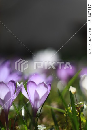 A bunch of purple flowers are in a field A bunch of purple flowers are in a field 124887517