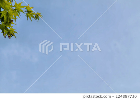 楓葉和天空 124887730