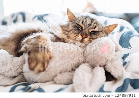 sleeping fluffy cute gray cat hugging a plush toy bunny 124887911
