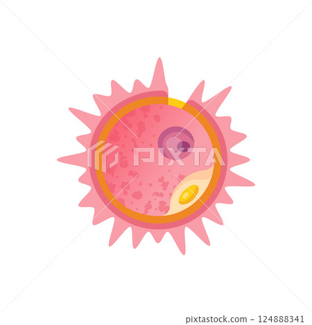 Human Ovum Reproductive Cell Anatomy Vector Illustration. Isolated Ova Egg Cel. Human Ovum Reproductive Cell Anatomy Vector Illustration. Isolated Ova Egg Cel. 124888341