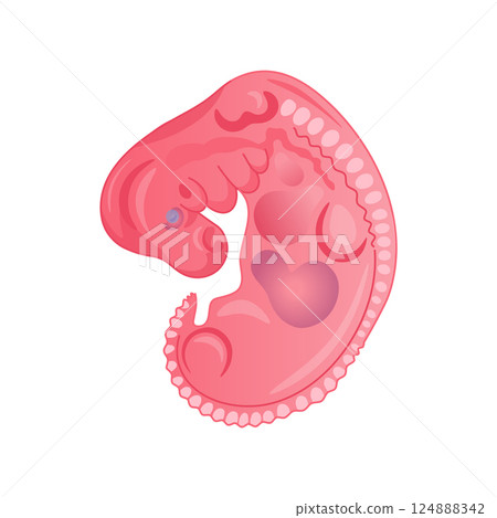 Human Embryo Early Development Anatomy Illustration. Isolated Human Embryo. Human Embryo Early Development Anatomy Illustration. Isolated Human Embryo. 124888342