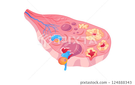 Detailed Anatomy of Ovary with Follicle Development and Ovulation. Isolated Female Ovary Follicle Ovulation Medical Vector Illustration 124888343