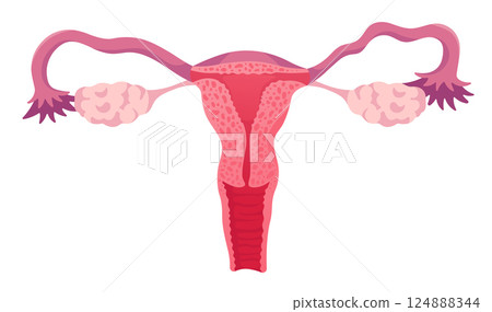 Female Reproductive System. Medical Isolated Illustration of Uterus, Ovaries, Fallopian Tubes.  124888344