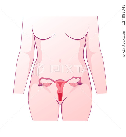 Full Female Reproductive Anatomy. Female Reproductive Organs Position in Human Body. Medical Isolated Illustration of Uterus, Ovaries, Fallopian Tubes 124888345