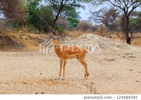 Impala (Aepyceros melampus) in Tarangire National Park, Tanzania 124888392