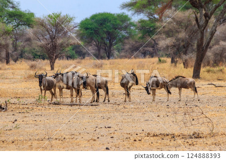 Herd of blue wildebeest (Connochaetes taurinus) in Tarangire National Park, Tanzania Herd of blue wildebeest (Connochaetes taurinus) in Tarangire National Park, Tanzania 124888393