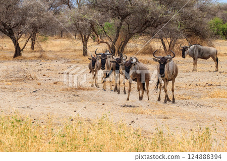 Herd of blue wildebeest (Connochaetes taurinus) in Tarangire National Park, Tanzania Herd of blue wildebeest (Connochaetes taurinus) in Tarangire National Park, Tanzania 124888394