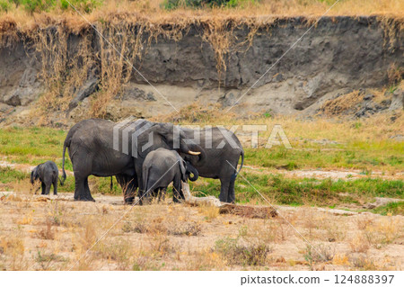 Herd of african elephants in Tarangire National Park, Tanzania Herd of african elephants in Tarangire National Park, Tanzania 124888397