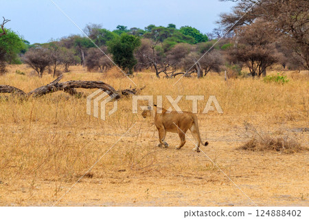 Lioness (Panthera leo) walking in Tarangire national park, Tanzania Lioness (Panthera leo) walking in Tarangire national park, Tanzania 124888402
