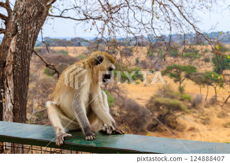 Vervet monkey (Chlorocebus pygerythrus) in Tarangire National Park, Tanzania Vervet monkey (Chlorocebus pygerythrus) in Tarangire National Park, Tanzania 124888407