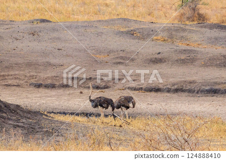 Two common ostrich (Struthio camelus) females in Tarangire National Park, Tanzania 124888410