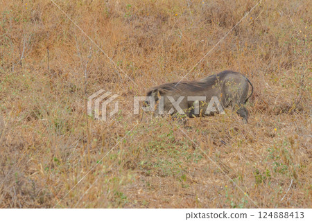 Common warthog (Phacochoerus africanus) in savanna in Tarangire national park, Tanzania 124888413