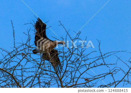 Marabou stork (Leptoptilos crumeniferus) on a tree 124888415