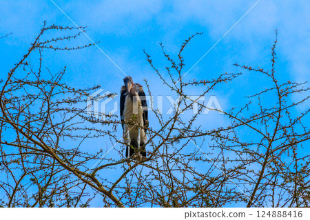 Marabou stork (Leptoptilos crumeniferus) on a tree 124888416